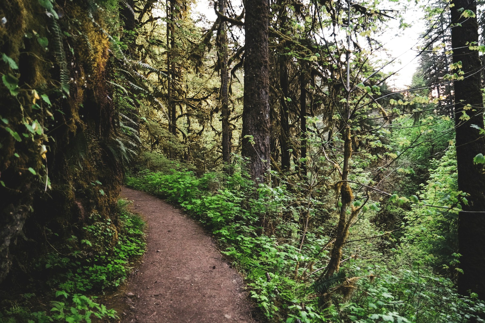 How to Clear a Trail in the Woods by Hand