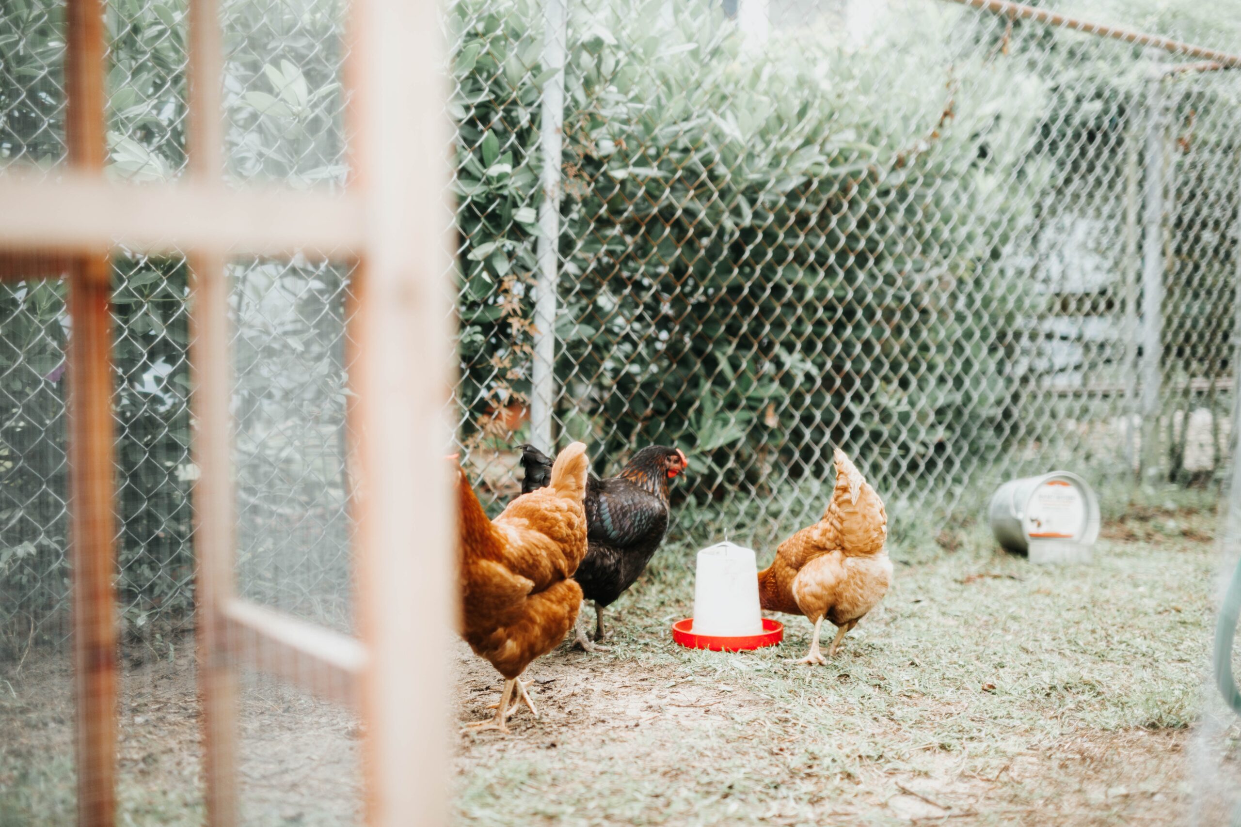 How to Clean a Chicken Coop with a Dirt Floor